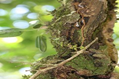 Sirhookera latifolia